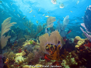 Coral Reef Scene, Elbow Reef, John Pennekamp Coral Reef S... by Pauline Walsh Jacobson 